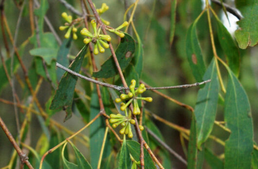 Eucalyptus 'Narrow Leaved Peppermint Gum' tree branches with narrow leaves and clusters of flower buds.
