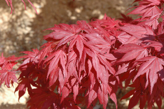 Vibrant red Acer 'Oregon Sunset' Japanese Maple 10" Pot leaves.