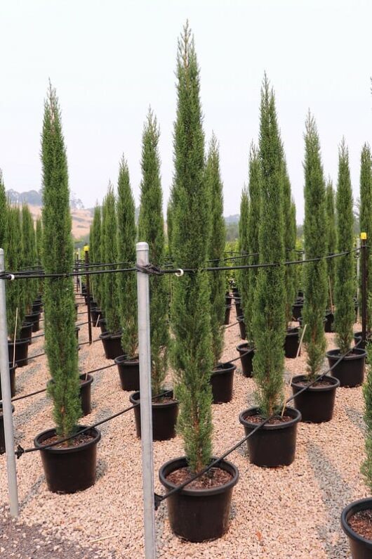 Rows of tall, narrow Cupressus 'Glauca Pencil Pine' 16" Pot trees planted in black pots on a gravel surface, with irrigation pipes visible above.