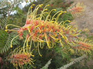 Grevillea "Cream Passion"