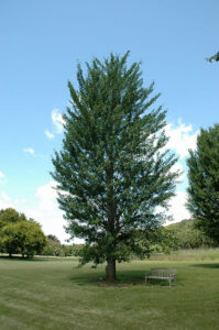 Ginkgo "Princeton Sentry"