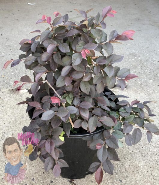 Loropetalum 'China Pink' 12" Pot