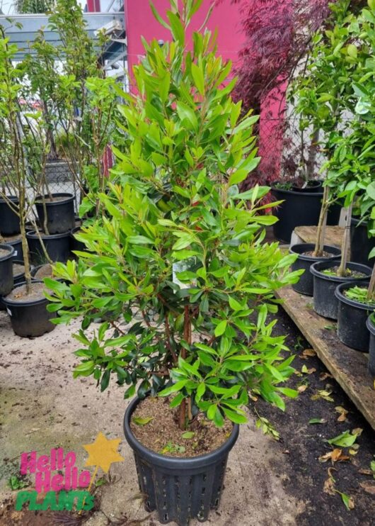 Arbutus 'Irish Strawberry' Tree 16" Pot