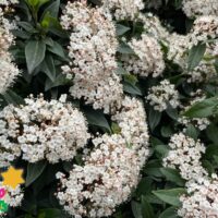 Viburnum 'Tinus'