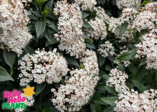 Viburnum 'Tinus' 16" Pot