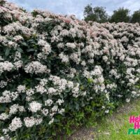 Viburnum 'Tinus'