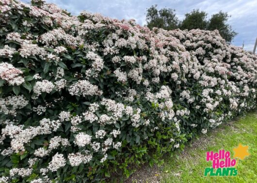 Viburnum 'Tinus' 16" Pot