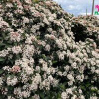 Viburnum 'Tinus'