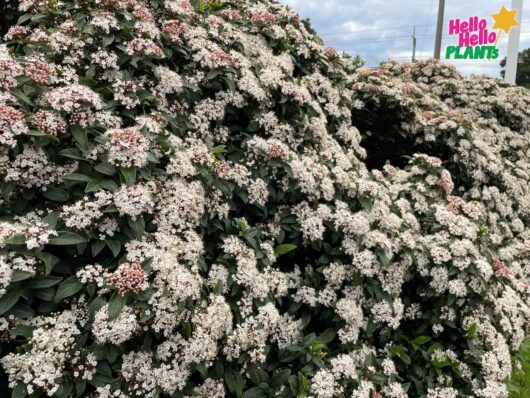 Viburnum 'Tinus' 16" Pot
