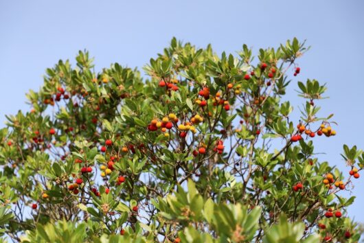 Arbutus 'Irish Strawberry' Tree