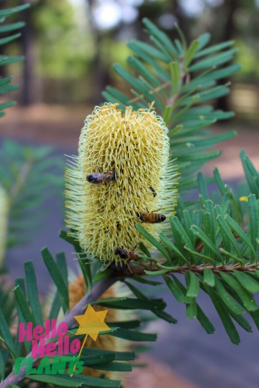 Banksia marginata 'Silver Banksia'