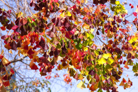 Triadica 'Chinese Tallow' Tree
