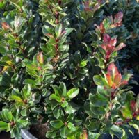 Rhaphiolepis indica Indian Hawthorn Oriental Pink Pearl foliage hedge