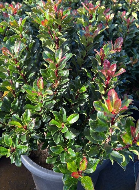 Rhaphiolepis indica Indian Hawthorn Oriental Pink Pearl foliage hedge