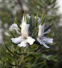 Close-up of a Westringia fruticosa 'Low Horizon™' in a 6" pot, highlighting its green needle-like foliage and small white blooms against an artistically blurred background.