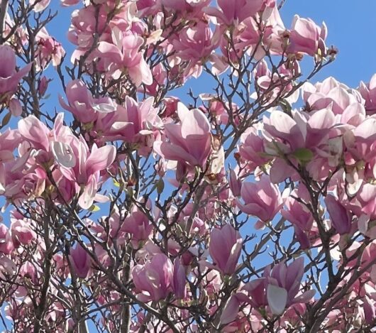 Flowers of the Soulangeana Magnolia or tulip Magnolia flowering in late winter