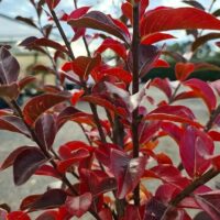 Hello Hello Plants Nursery Melbourne Victoria Australia Lagerstroemia indica x fauriei Zuni Crepe Myrtle Foliage