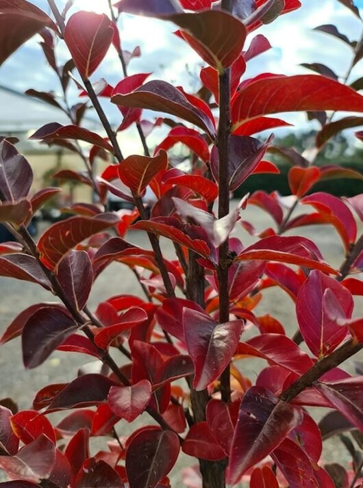 Hello Hello Plants Nursery Melbourne Victoria Australia Lagerstroemia indica x fauriei Zuni Crepe Myrtle Foliage