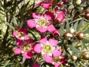 Leptospermum "Rudolph"