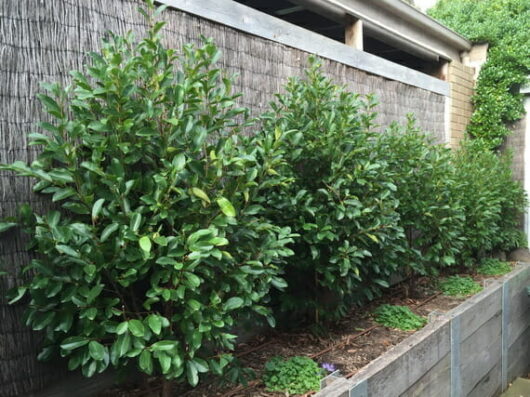 A row of lush green Magnolia 'White Caviar' 16" Pot shrubs planted alongside a wooden fence.