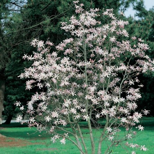 A flowering Magnolia stellata 'Star Magnolia' 12" Pot tree with slender branches and clusters of pinkish-white blossom in a grassy field with pine trees in the background.