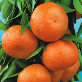 Ripe oranges hanging on a Citrus Mandarin Tree 'Emperor' 13" Pot branch.