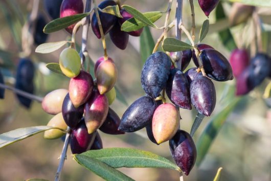 Ripe olives hanging off branches of a kalamata jumbo olive tree. Olea europaea black purple green olive fruits