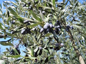 Olea europaea Kalamata Olive Fruits hanging off olive tree branches