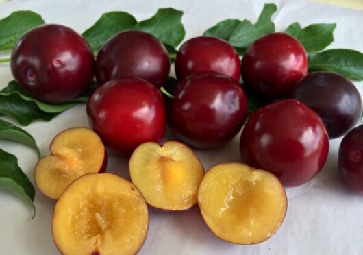 Ruby Blood Plum