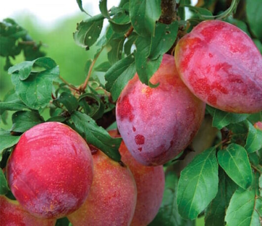 Prunus "Louise Plum"