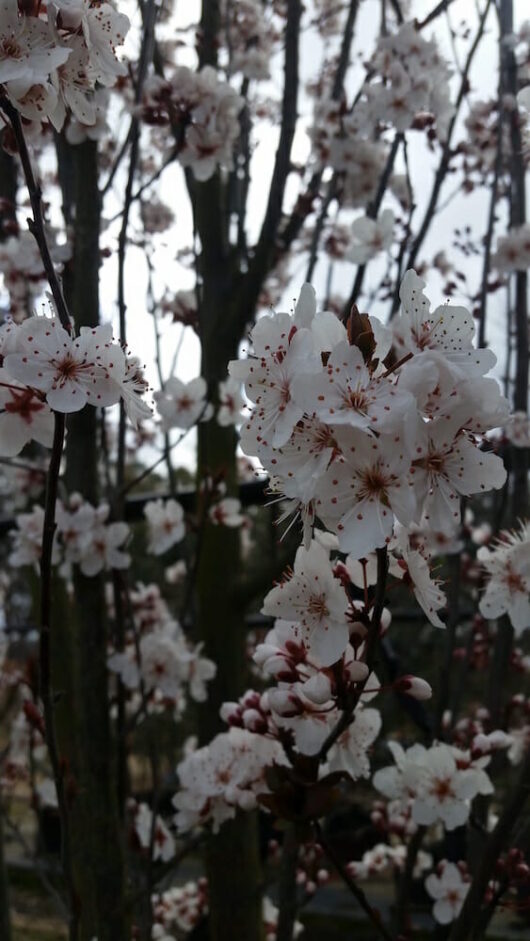 Ornamental Plum "Oakville Crimson Spire"