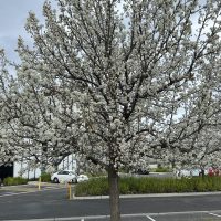 A Pyrus 'Manchurian' Ornamental Pear in a 16" pot, adorned with white blossoms, stands beside an asphalt parking lot, with several cars and a multi-story building in the background.