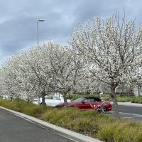 A row of Pyrus 'Manchurian' Ornamental Pear trees in 16" pots with white blossoms lines a parking lot, where a red convertible car is parked next to the ornamental pears under a cloudy sky.