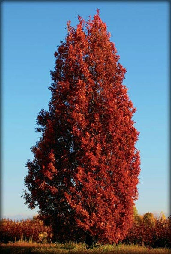 spire quercus columnar robur pyramidal fastigiata oaks regal deciduous fastigiate syn