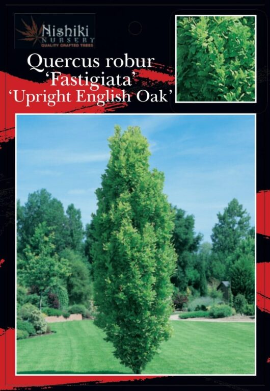 Oak Tree 'English Oak' (Upright)