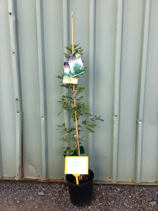 Oak Tree 'English Oak' (Upright) 13" Pot