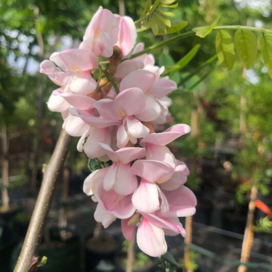 Robinia decaisneana 'Pink Wisteria Tree'