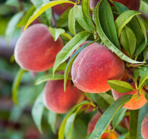 Prunus "Redhaven Peach"