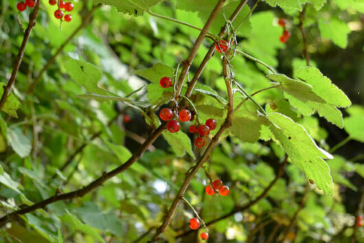 Ribes 'Red Currant' berries glistening amidst green leaves in a natural setting.