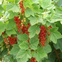 Ribes Rubrum "Red Currant"