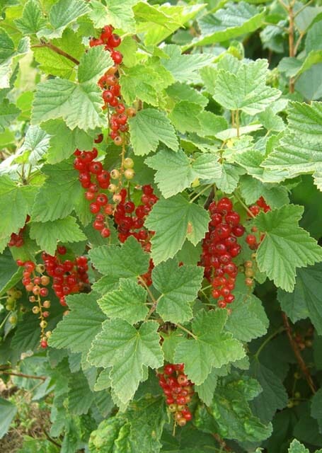 Ribes Rubrum "Red Currant"