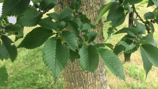 Ulmus 'English' Elm
