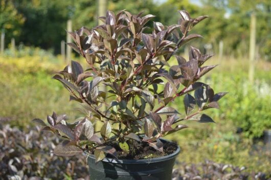 Weigela "Foliis Purpureis"