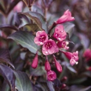 Close-up of a Weigela 'Purple' cluster, showcasing bell-shaped pink and purple flowers in a 10" pot, set against a backdrop of dark green leaves.