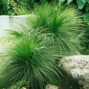 Lush green Xanthorrhoea 'Johnson's Grass Tree' 16" Pot growing beside a grey stone wall in a garden setting.