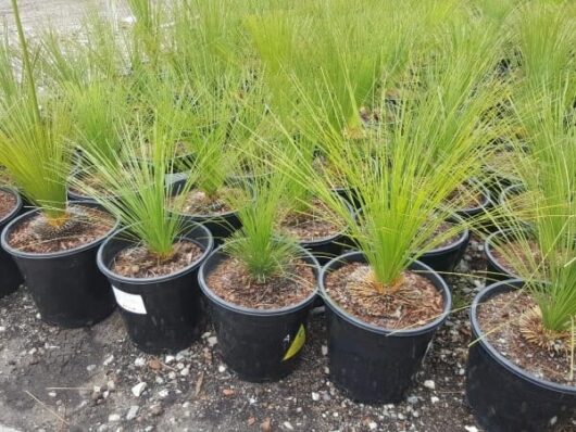 Potted Xanthorrhoea 'Johnson's Grass Tree' 7" Pot plants neatly arranged on a gravel surface.