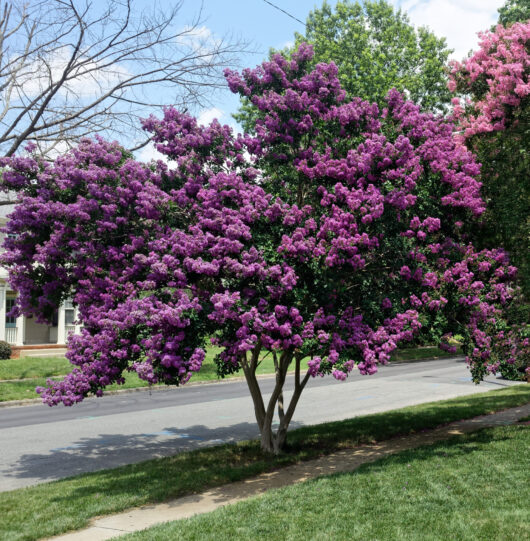 Lagerstroemia 'Zuni' Crepe Myrtle