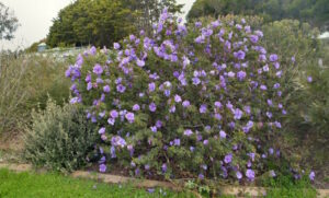 Native Blue Hibiscus