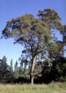 Eucalyptus "Blue Box"