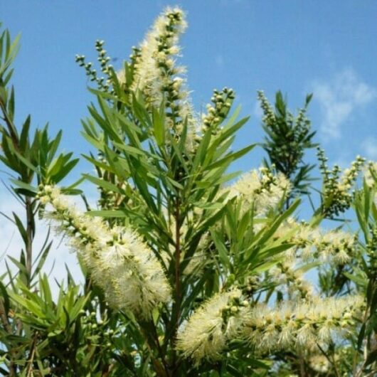 Callistemon "Wilderness White"